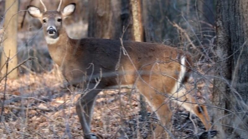 Camden County Trail System - Somerdale - Somerdale, NJ