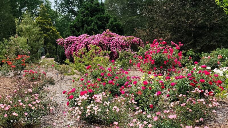 Colonial Park Gardens - Somerset, NJ