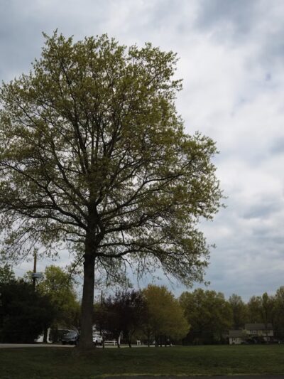 Nassau Park - Somerset, NJ