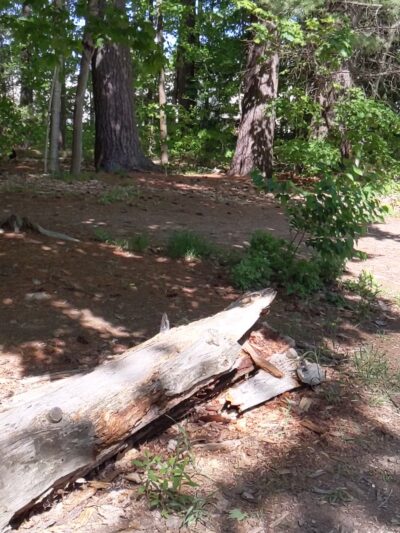 Willand Pond - Somersworth, NH