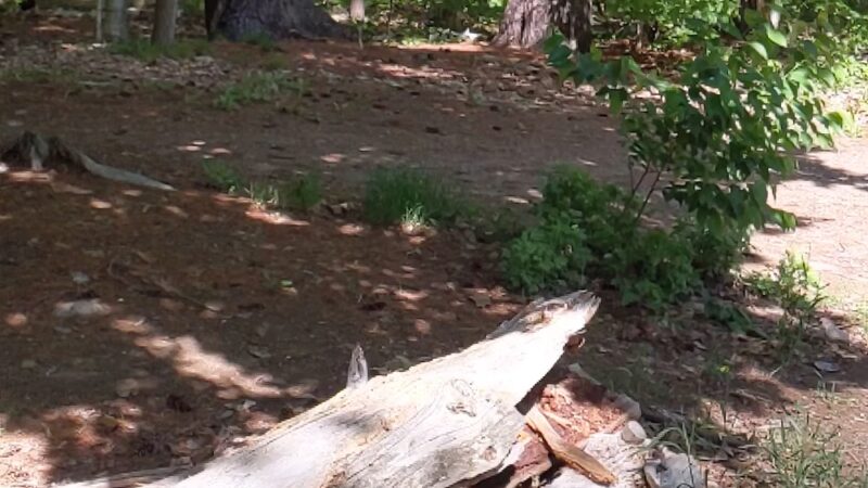 Willand Pond - Somersworth, NH