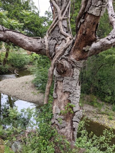 Heart of Soquel County Park - Soquel, CA