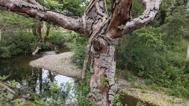 Heart of Soquel County Park - Soquel, CA