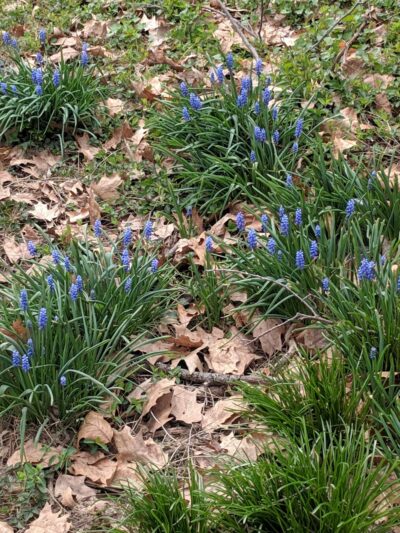 West Street Park - Souderton, PA