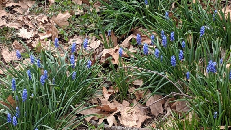 West Street Park - Souderton, PA