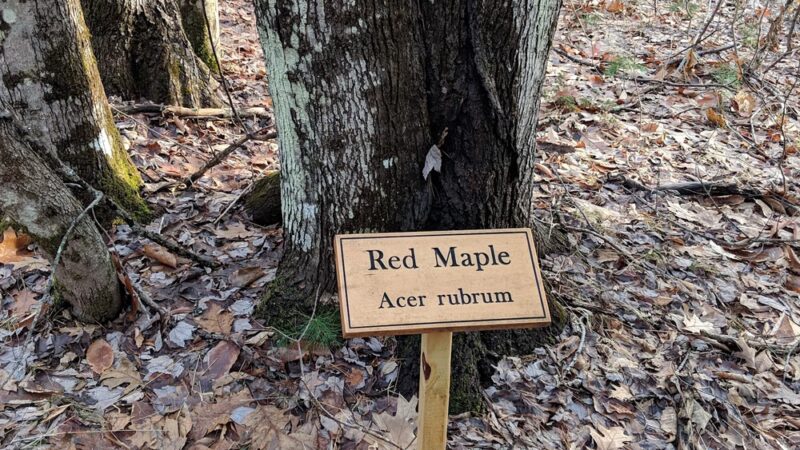 Desrochers Memorial Forest - South Berwick, ME