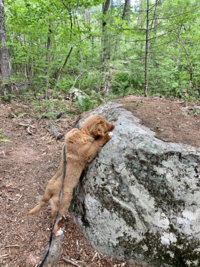 Kenyon Hill Preserve (Great Works Land Trust) - South Berwick, ME