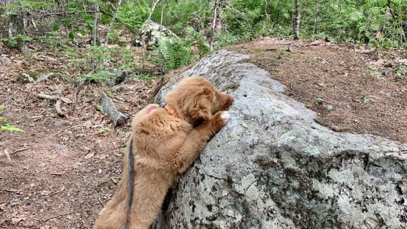 Kenyon Hill Preserve (Great Works Land Trust) - South Berwick, ME