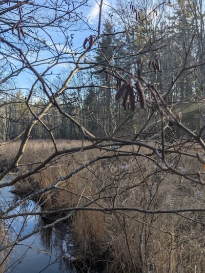 Kenyon Hill Preserve (Great Works Land Trust) - South Berwick, ME