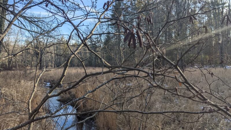 Kenyon Hill Preserve (Great Works Land Trust) - South Berwick, ME
