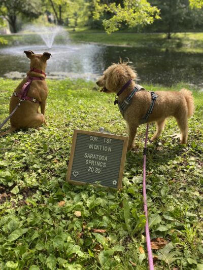 PAWSITIVE PET CONCIERGE - South Floral Park, NY