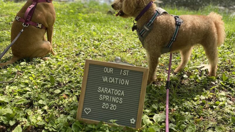 PAWSITIVE PET CONCIERGE - South Floral Park, NY