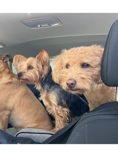 PAWSITIVE PET CONCIERGE - South Floral Park, NY