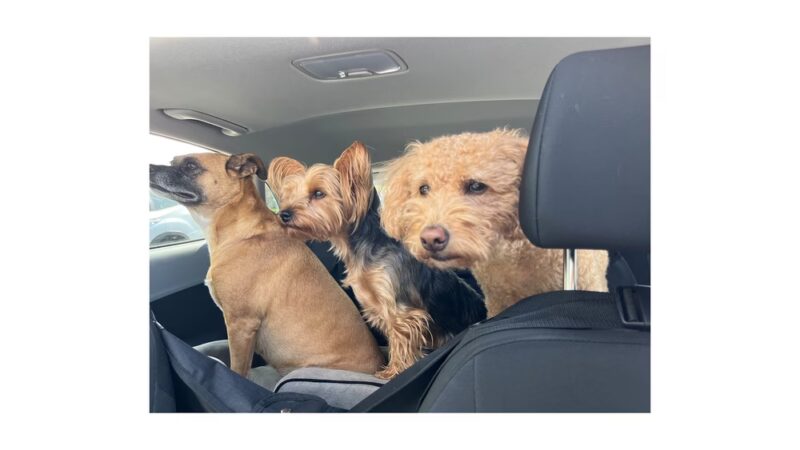 PAWSITIVE PET CONCIERGE - South Floral Park, NY