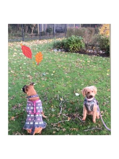 PAWSITIVE PET CONCIERGE - South Floral Park, NY