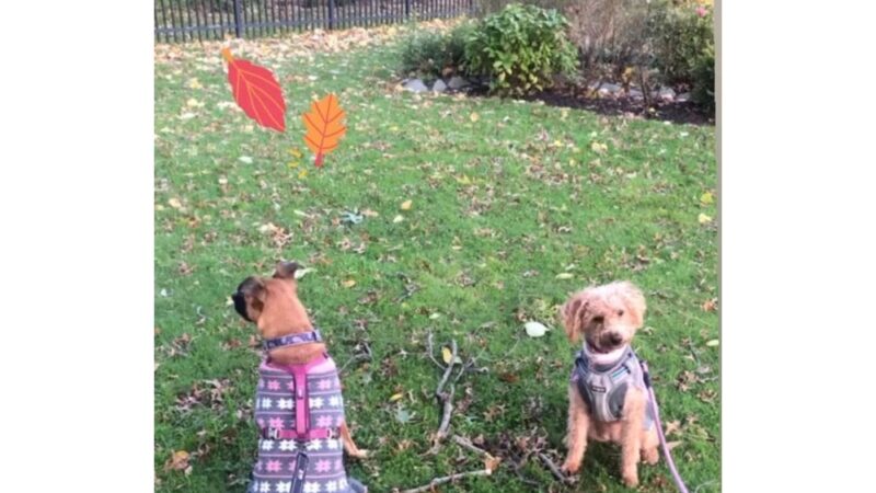 PAWSITIVE PET CONCIERGE - South Floral Park, NY