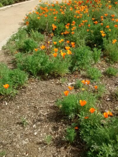 Circle Park - South Gate, CA