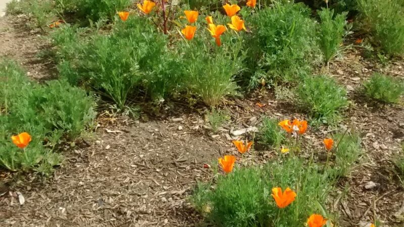 Circle Park - South Gate, CA