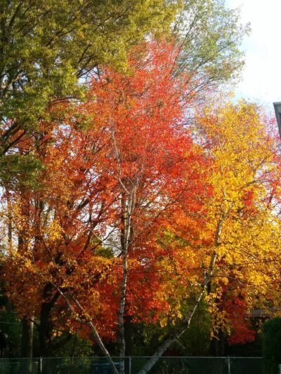 Thorn Creek Park - South Holland, IL