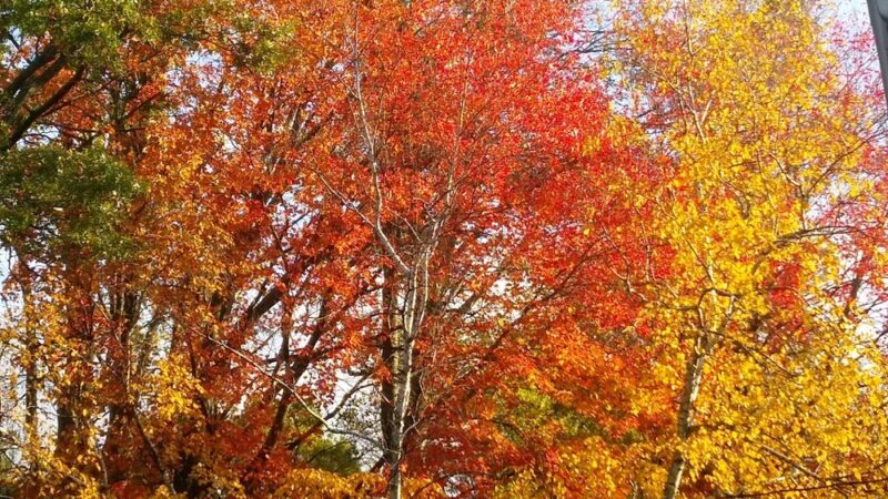 Thorn Creek Park - South Holland, IL