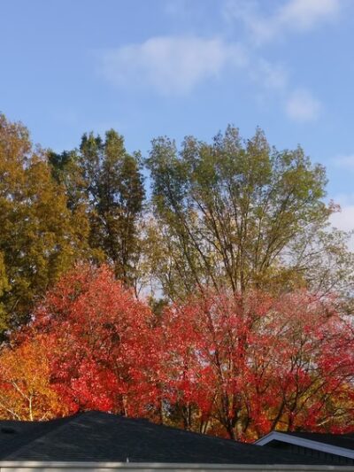 Thorn Creek Park - South Holland, IL
