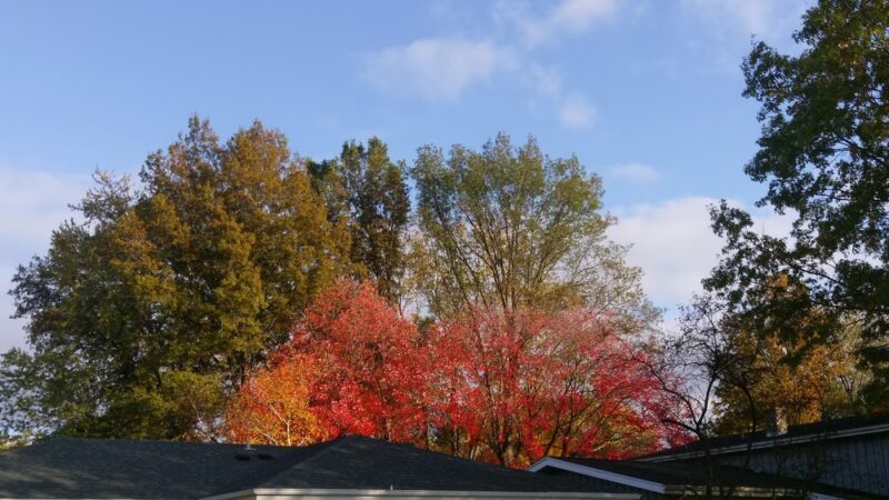 Thorn Creek Park - South Holland, IL