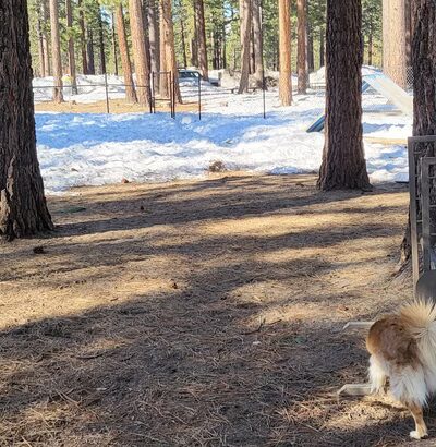 Barnes Yard Dog Agility Park - South Lake Tahoe, CA