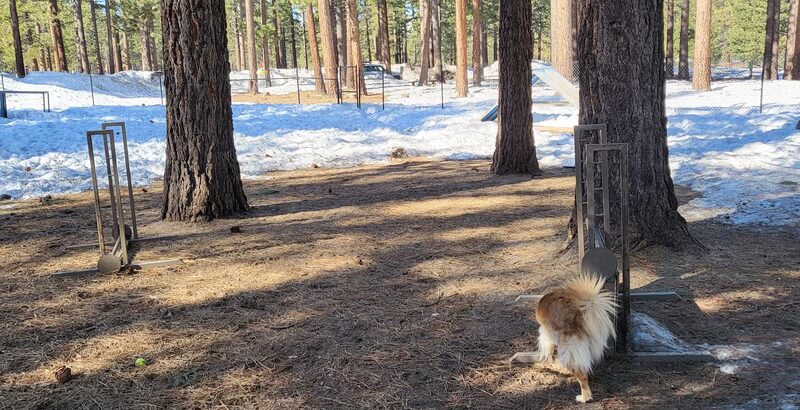 Barnes Yard Dog Agility Park - South Lake Tahoe, CA