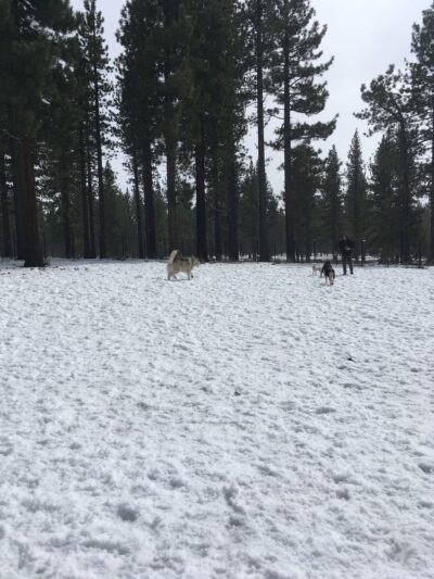 Bijou Dog Park - South Lake Tahoe, CA