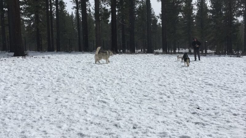Bijou Dog Park - South Lake Tahoe, CA