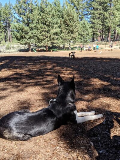 Bijou Dog Park - South Lake Tahoe, CA