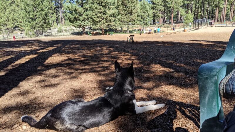 Bijou Dog Park - South Lake Tahoe, CA