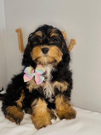 Bright Puppy LLC - South Ozone Park, NY