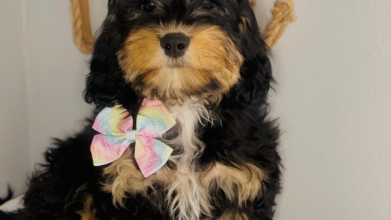 Bright Puppy LLC - South Ozone Park, NY