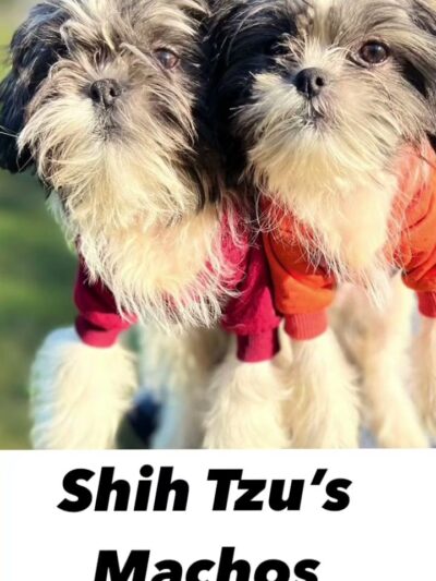 Bright Puppy LLC - South Ozone Park, NY
