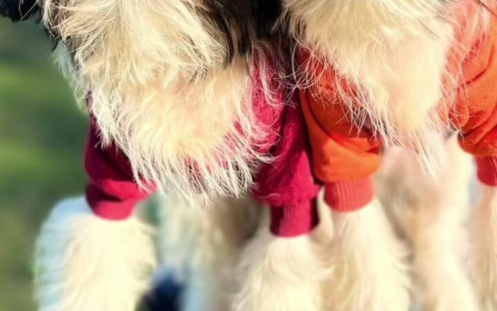 Bright Puppy LLC - South Ozone Park, NY