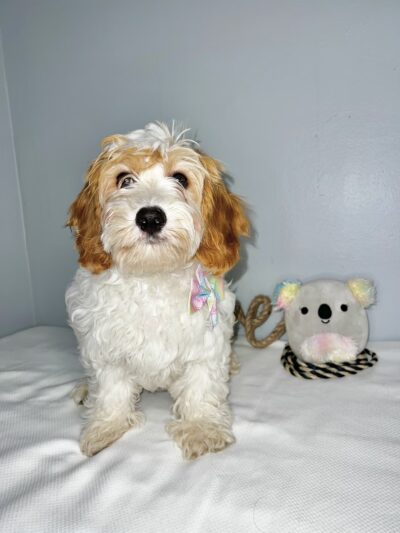 Bright Puppy LLC - South Ozone Park, NY
