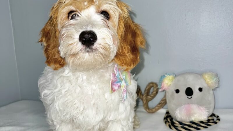 Bright Puppy LLC - South Ozone Park, NY