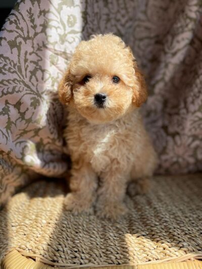 Bright Puppy LLC - South Ozone Park, NY