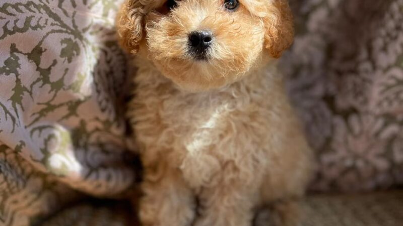 Bright Puppy LLC - South Ozone Park, NY