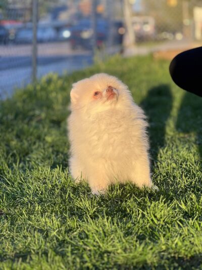 Bright Puppy LLC - South Ozone Park, NY