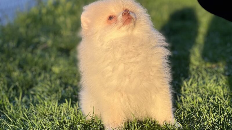 Bright Puppy LLC - South Ozone Park, NY