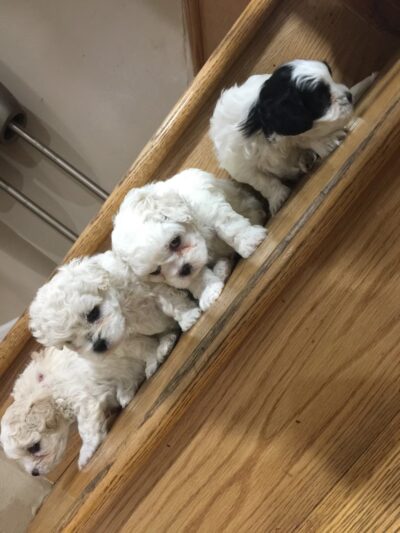 R K Dog Grooming LLC - South Ozone Park, NY