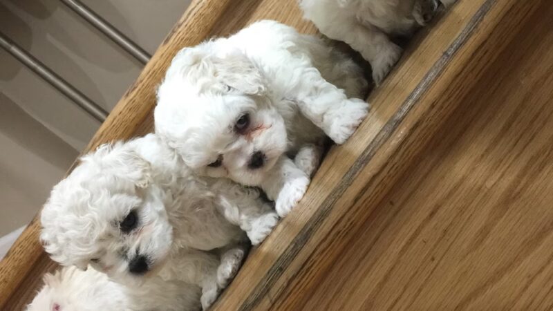 R K Dog Grooming LLC - South Ozone Park, NY