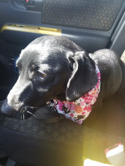 R K Dog Grooming LLC - South Ozone Park, NY