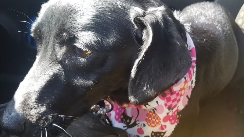 R K Dog Grooming LLC - South Ozone Park, NY