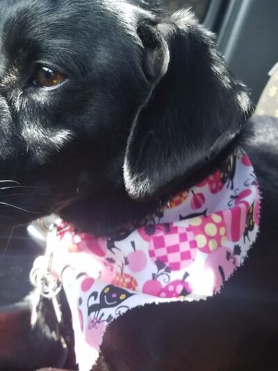 R K Dog Grooming LLC - South Ozone Park, NY