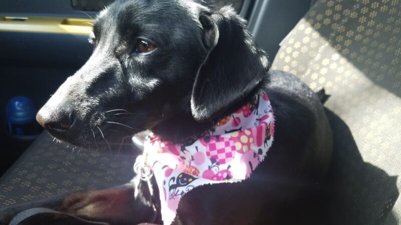 R K Dog Grooming LLC - South Ozone Park, NY