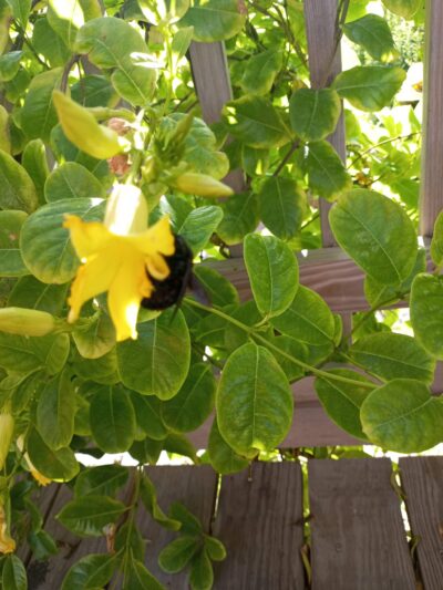 Butterfly Park - South Padre Island, TX