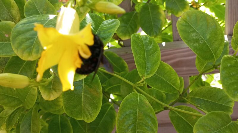 Butterfly Park - South Padre Island, TX